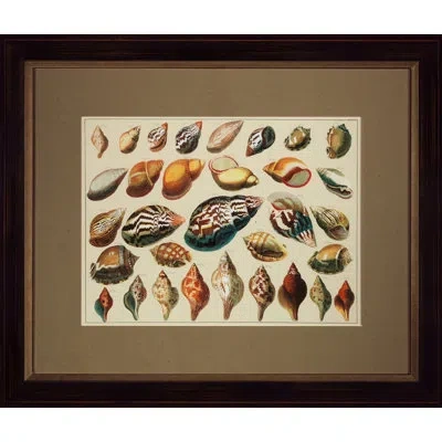 Wendover Art Group Shell Diagram Ii - Picture Frame Graphic Art In Brown
