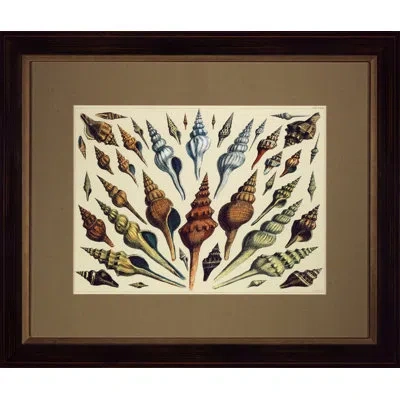 Wendover Art Group Shell Diagram Iii - Framed Graphic Art In Brown;beige