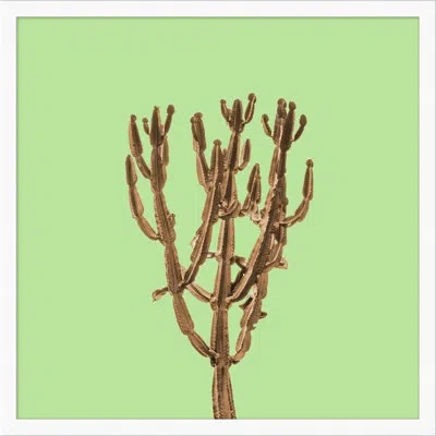 Wendover Art Group Sherbet Cactus 3 By Christopher Kennedy - Picture Frame Graphic Art On Paper In Brown;green
