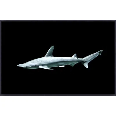 Wendover Art Group Shovelhead Shark By Mat Sanders - Floater Frame Photograph On Canvas In Black;light Blue