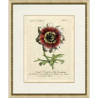 Wendover Art Group Single Prufsian Blue Anemone - Picture Frame Painting On Paper In White;green;red