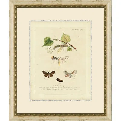 Wendover Art Group Small Moth Study Iv - Picture Frame Print On Paper In Brown;green;beige