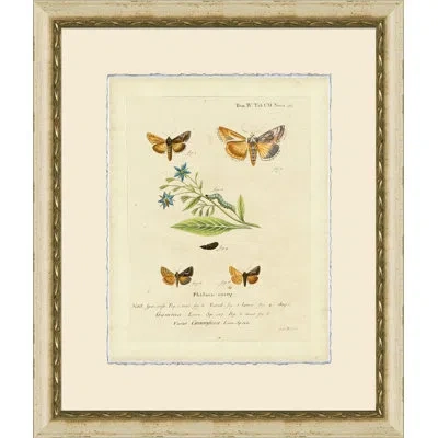 Wendover Art Group Small Moth Study Ix - Picture Frame Print On Paper In Brown;green;beige