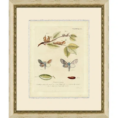 Wendover Art Group Small Moth Study V - Picture Frame Print On Paper In Brown;green;beige