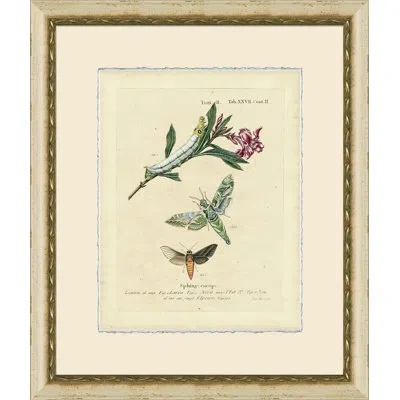 Wendover Art Group Small Moth Study Vii - Picture Frame Print On Paper In Brown;green;beige