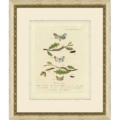 Wendover Art Group Small Moth Study Viii - Picture Frame Print On Paper In Brown;green;beige