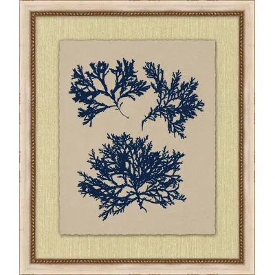 Wendover Art Group Small Navy Sea Fan 3 - Picture Frame Painting In Brown