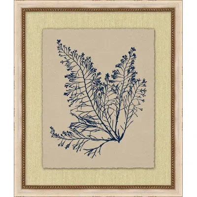Wendover Art Group Small Navy Sea Fan 4 - Picture Frame Painting In Beige;navy