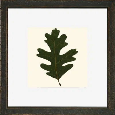 Wendover Art Group Small Pressed Leaves I - Picture Frame Photograph In Green;beige