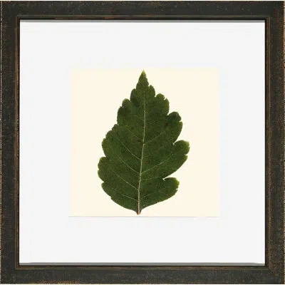 Wendover Art Group Small Pressed Leaves Iii - Picture Frame Photograph In Green;beige