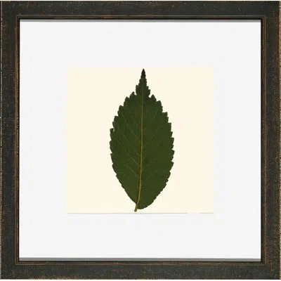 Wendover Art Group Small Pressed Leaves Iv - Picture Frame Photograph In Green;beige