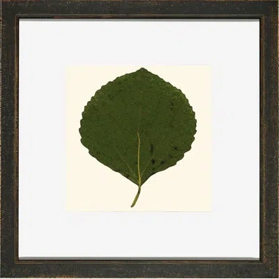 Wendover Art Group Small Pressed Leaves V - Picture Frame Photograph In Green;beige