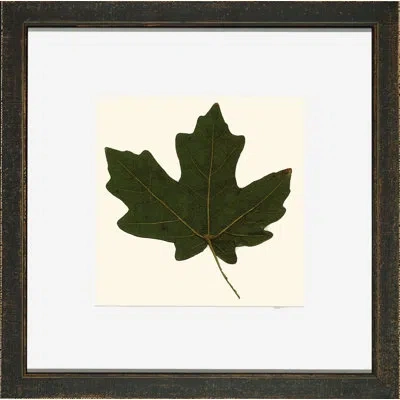 Wendover Art Group Small Pressed Leaves Vi - Picture Frame Photograph In Green;beige