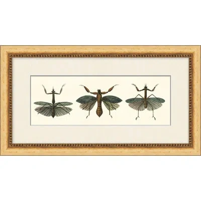 Wendover Art Group Specimen Trio 3 In Brown,green,blue