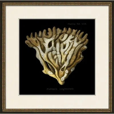 Wendover Art Group Sponge On Black I - Picture Frame Painting On Paper In Black;brown