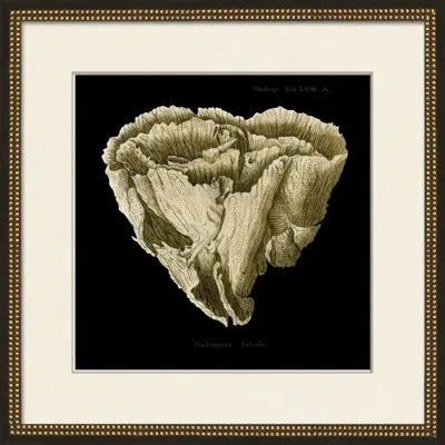 Wendover Art Group Sponge On Black Ii - Picture Frame Painting On Paper In Black;ivory