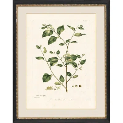 Wendover Art Group Styrax - Picture Frame On Paper In Green;cream
