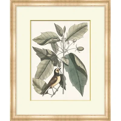 Wendover Art Group Summer Bird 4 - Picture Frame Painting On Paper In Black;gray;beige