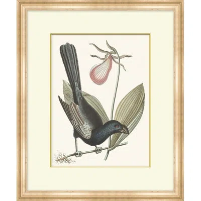 Wendover Art Group Summer Bird 6 - Picture Frame Painting On Paper In Black;green;gray;pink