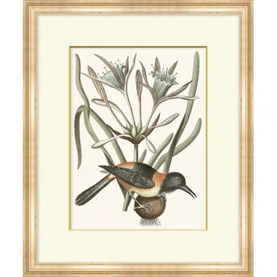 Wendover Art Group Summer Bird 7 - Picture Frame Painting On Paper In Black;brown;green;gray