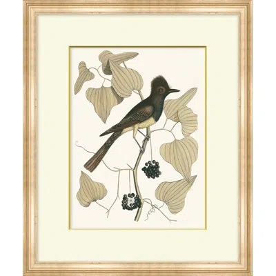 Wendover Art Group Summer Bird 8 - Picture Frame Painting On Paper In Black;brown;beige