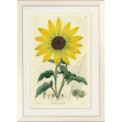 Wendover Art Group Sunflower Ii - Picture Frame Painting On Paper In Green;yellow