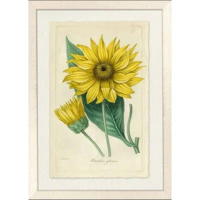 Wendover Art Group Sunflower Iv - Picture Frame Painting On Paper In Green;yellow