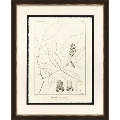 Wendover Art Group Swartzia - Picture Frame Drawing Print On Paper In Black;ivory