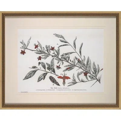 Wendover Art Group Tea Tree - Picture Frame Drawing Print In White;gray;beige