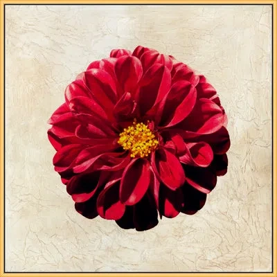 Wendover Art Group Textured Petals 2 By Lillian August - Single Picture Frame Photograph In Red;yellow