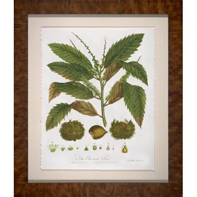 Wendover Art Group The Chestnut Tree - Picture Frame Graphic Art On Paper In Brown;white;green