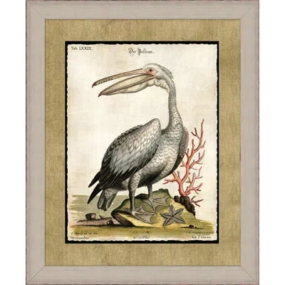 Wendover Art Group The Great Pelican 2 - Picture Frame Painting On Paper In Brown;green;gray