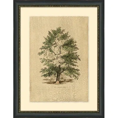 Wendover Art Group The Plane Tree - Picture Frame Graphic Art On Paper In Green;beige