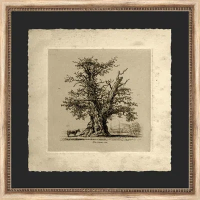 Wendover Art Group The Shelton Oak - Picture Frame Painting On Paper In Black;gray;beige