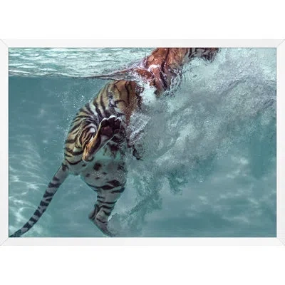 Wendover Art Group Tiger Swim 1 By Mat Sanders - Picture Frame Photograph On Paper In White;orange;turquoise
