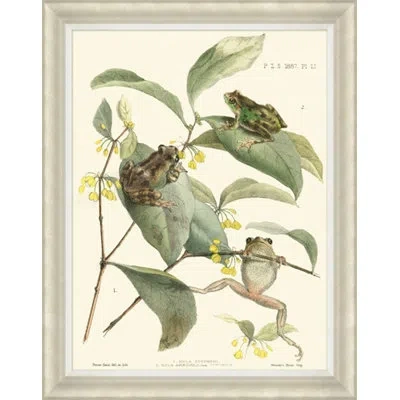 Wendover Art Group Tree Frogs - Picture Frame Graphic Art On Paper In Brown;green;beige