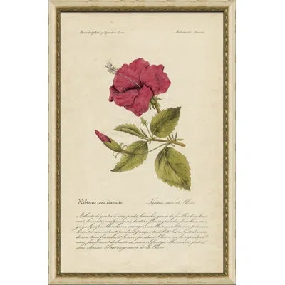Wendover Art Group Tropical Hibiscus - Picture Frame Graphic Art On Paper In Green;red;beige