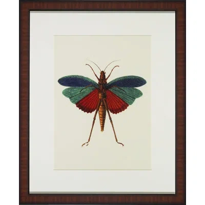 Wendover Art Group Tropical Insect I - Picture Frame Graphic Art In Blue;brown;red