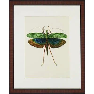 Wendover Art Group Tropical Insect Ii - Picture Frame Graphic Art In Blue;green;red;yellow