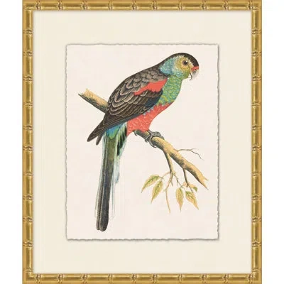 Wendover Art Group Tropical Parrot 5 - Picture Frame Painting On Paper In Black;green;red;beige