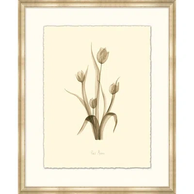 Wendover Art Group Tulip - Picture Frame Print On Paper In Gray;cream