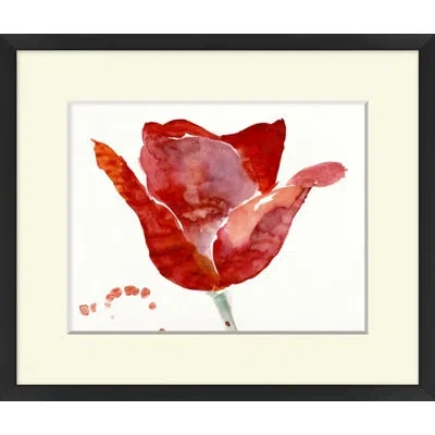 Wendover Art Group Tulip Study 2 - Picture Frame Painting On Paper In White;red;cream