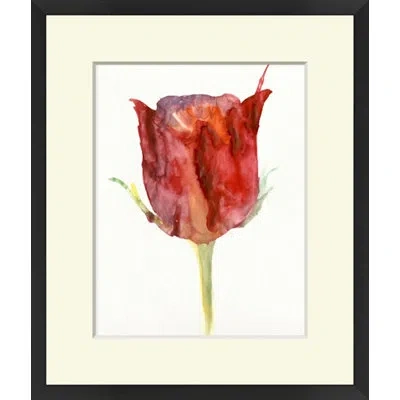 Wendover Art Group Tulip Study 3 - Picture Frame Painting On Paper In White;red;cream