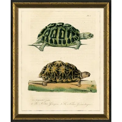 Wendover Art Group Turtle I - Picture Frame Painting On Paper In Green;yellow;ivory
