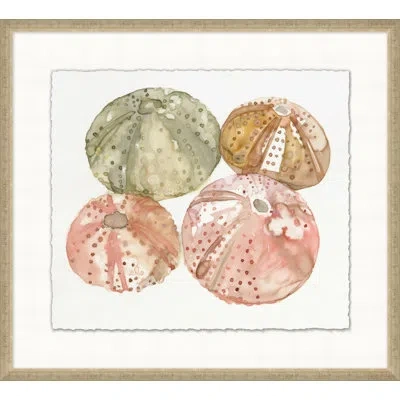 Wendover Art Group Urchin Quad 1 - Picture Frame Painting On Paper In White;green;pink;gold