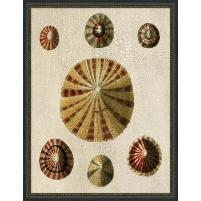 Wendover Art Group Variegated Shells 4 - Picture Frame Painting On Paper In Multi