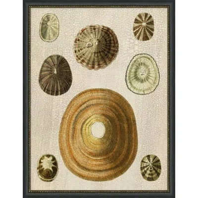 Wendover Art Group Variegated Shells 5 - Picture Frame Painting On Paper In Multi
