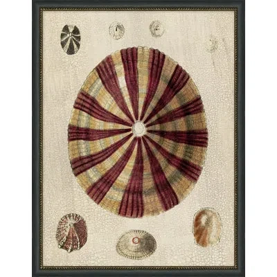 Wendover Art Group Variegated Shells 6 - Picture Frame Painting On Paper In Burgundy
