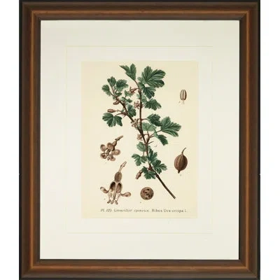 Wendover Art Group Verde Tinted Botanical Iv - Picture Frame Painting In Brown;green;beige