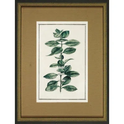 Wendover Art Group Vintage Botanical Sketch Iii - Picture Frame Print On Glass In White;green
